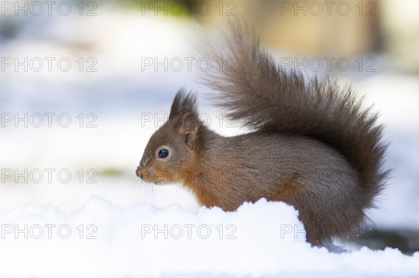 Red squirrel (Sciurus vulgaris) adult animal in snow in winter, Yorkshire, England, United Kingdom