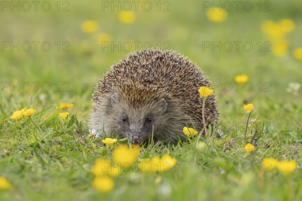 European hedgehog (Erinaceus europaeus) adult animal on a countryside grass meadow with Buttercup flowers in spring, England, United Kingdom