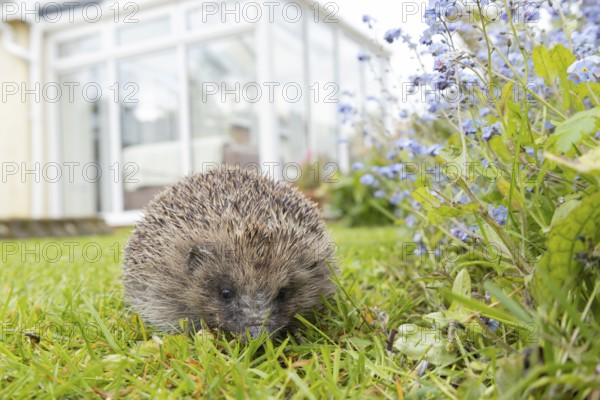 European hedgehog (Erinaceus europaeus) adult animal on a garden grass lawn with an urban house in the background in spring, England, United Kingdom