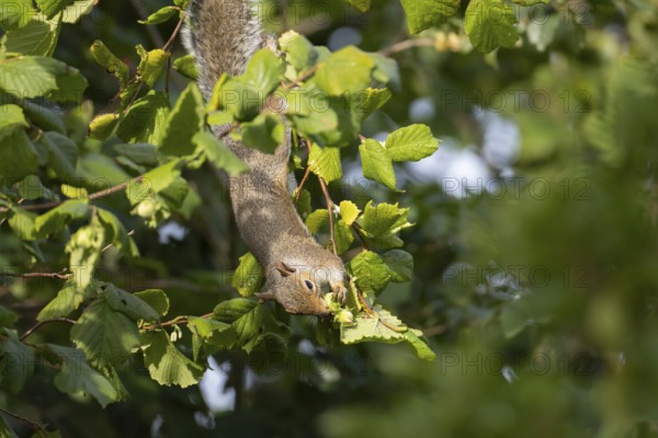 Grey squirrel (Sciurus carolinensis) adult animal feeding on hazel nuts in a tree in autumn, England, United Kingdom