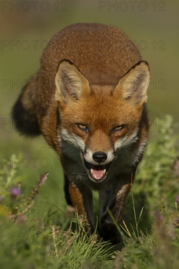 Red fox (Vulpes vulpes) adult animal amongst wildflowers in countryside grassland in summer, England, United Kingdom