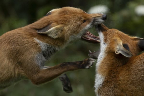 Red fox (Vulpes vulpes) two adult animals play fighting in summer, England, United Kingdom