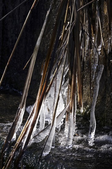 Ice on a river on branches, winter, Germany