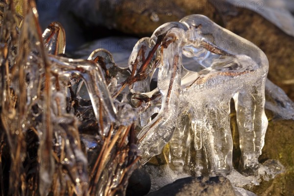 Ice on a lake on branches, winter, Germany