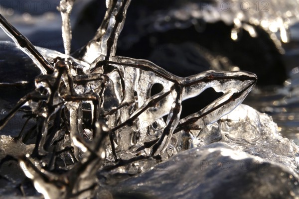 Ice on a lake on branches, winter, Germany