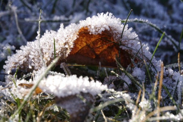 Hoarfrost, autumn leaf, wintertime, Germany