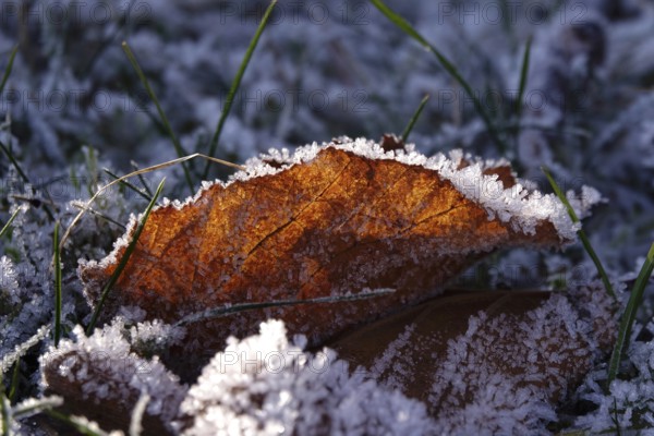 Hoarfrost, leaf in a garden, wintertime, Germany