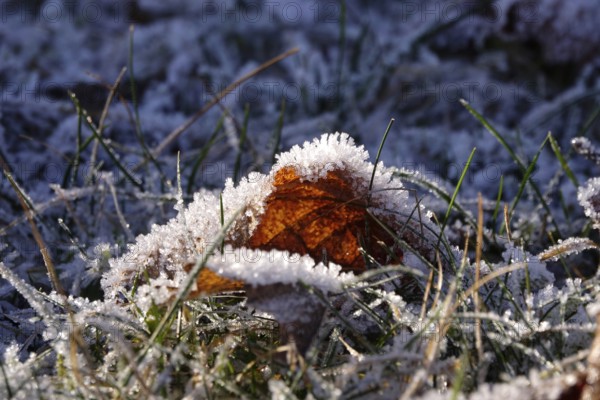 Hoarfrost in the garden, wintertime, Germany