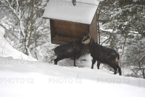 Chamois (Rupicapra rupicapra) or chamois, goat with fawn feeding in the mountains, Kalkalpen National Park, Upper Austrian Prealps, Austria, Upper Austrian Prealps, Austria