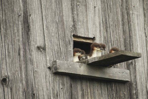 Goosander (Mergus merganser) one day old fledglings at the breeding den in a field barn, a few seconds in front of jumping into the deep, Allgäu, Bavaria, Germany, Allgäu, Bavaria, Germany
