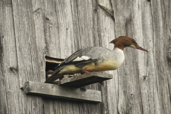 Goosander (Mergus merganser) female at the breeding den in a field barn, a few seconds in front of jumping into the deep, Allgäu, Bavaria, Germany, Allgäu, Bavaria, Germany
