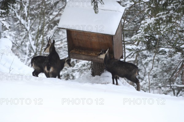 Chamois (Rupicapra rupicapra) or chamois, goat with two fawns feeding in the mountains, Kalkalpen National Park, Upper Austrian Prealps, Austria, Upper Austrian Prealps, Austria