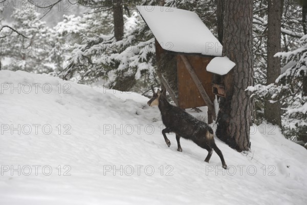 Chamois (Rupicapra rupicapra), also known as Gams, goat, feeding in the mountains, Kalkalpen National Park, Upper Austrian Prealps, Austria, Upper Austrian Prealps, Austria
