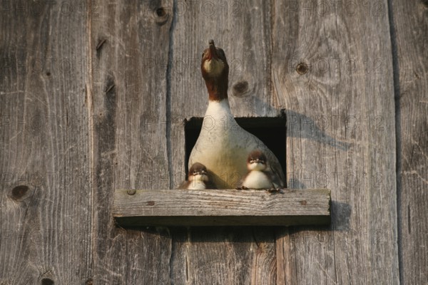 Goosander (Mergus merganser) female with one day old young birds at the breeding den in a field barn, a few seconds in front of jumping into the deep, Allgäu, Bavaria, Germany, Allgäu, Bavaria, Germany