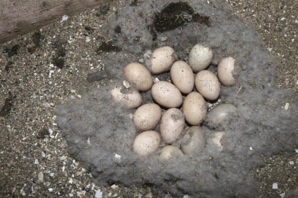 Goosander (Mergus merganser) Nest and clutch of 16 eggs in a nesting box in a field barn, Allgäu, Bavaria, Germany, Allgäu, Bavaria, Germany