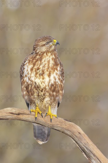Buzzard (Buteo buteo) sitting attentively on a branch, wildlife, animals, birds, bird of prey, nature photography, winter, Siegerland, North Rhine-Westphalia, Germany