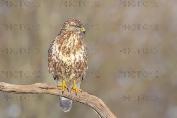 Buzzard (Buteo buteo) sitting attentively on a branch, wildlife, animals, birds, bird of prey, nature photography, winter, Siegerland, North Rhine-Westphalia, Germany