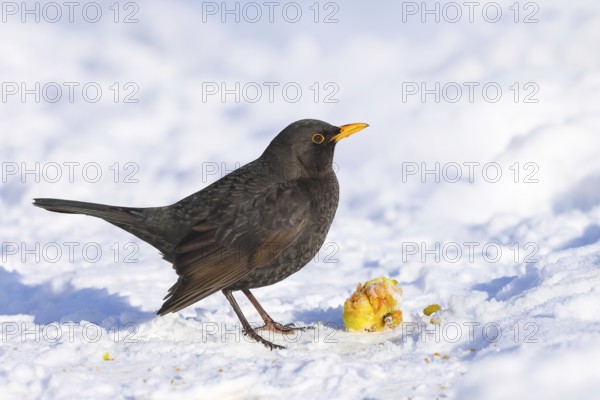 Blackbird (Turdus merula), adult male eating apple in snow, wildlife, thrushes, winter, nature photography, feeding, winter, Siegerland, North Rhine-Westphalia, Germany