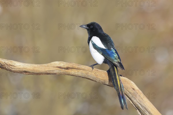 Magpie, (Pica pica) sitting on a branch with contrasting blue, black and white feathers, wildlife, corvid, nature photography, Siegerland, North Rhine-Westphalia, Germany