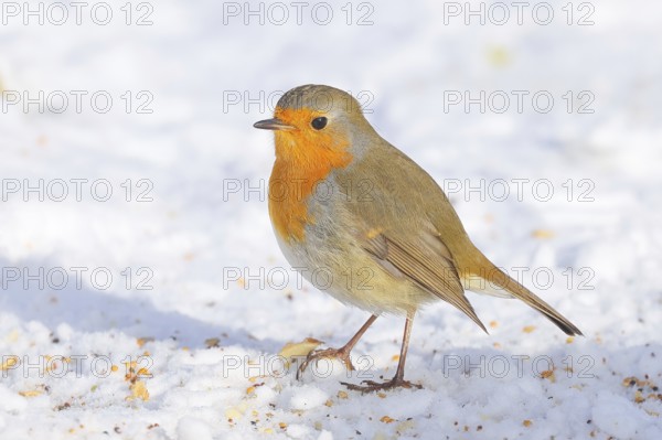 Robin (Erithacus rubecula), looking for food at the winter feeding place in snow, wildlife, winter, feeding place, songbird, snow, light background, Siegerland, North Rhine-Westphalia, Germany