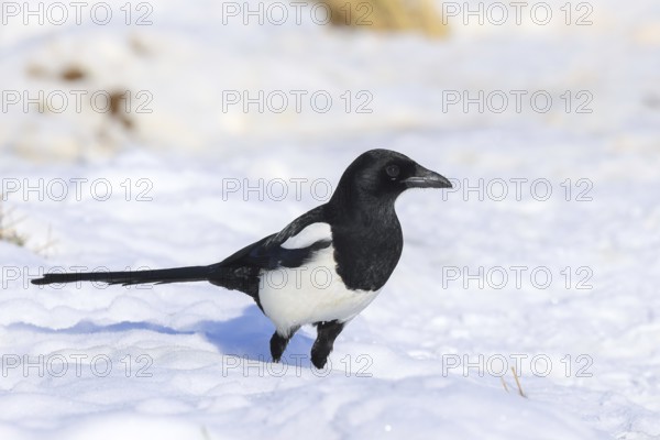 Magpie (Pica pica), common magpie foraging in a snow-covered meadow in winter, wildlife, animals, birds, raven, Siegerland, North Rhine-Westphalia, Germany