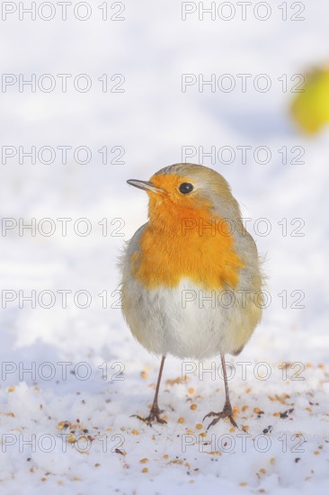 Robin (Erithacus rubecula), looking for food at the winter feeding place in snow, wildlife, winter, feeding place, songbird, snow, light background, Siegerland, North Rhine-Westphalia, Germany