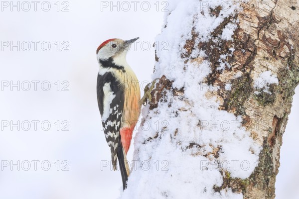Middle spotted woodpecker (Dendrocopos medius) on a birch tree in the snow, wildlife, woodpeckers, nature photography, winter, Neunkirchen, autumn, Siegerland, North Rhine-Westphalia, Germany
