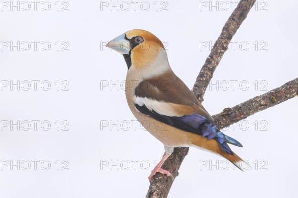 Hawfinch (Coccothraustes coccothraustes), male sitting attentively on a branch covered with lichen, wildlife, winter, light-coloured beak, feeding place, finch bird, finches, snow, light background, Siegerland, North Rhine-Westphalia, Germany
