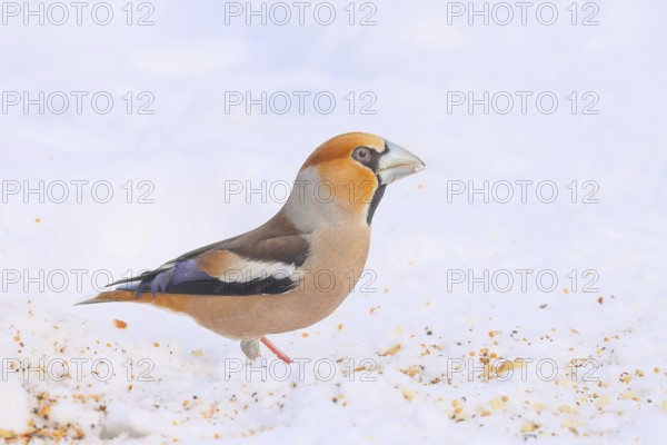Hawfinch (Coccothraustes coccothraustes), male looking for food at the winter feeding place in snow, wildlife, winter, light-coloured beak, feeding place, finch bird, finches, snow, light background, Siegerland, North Rhine-Westphalia, Germany