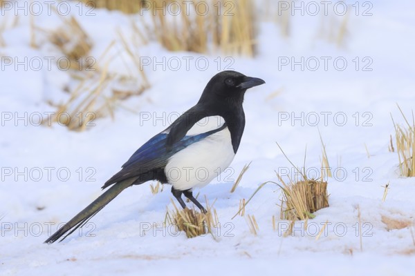 Magpie (Pica pica), common magpie foraging in a snow-covered meadow in winter, with contrasting blue, black and white feathers, wildlife, animals, birds, raven, Siegerland, North Rhine-Westphalia, Germany