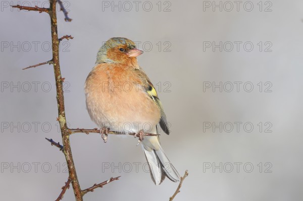 Chaffinch (Fringilla coelebs), male in winter dress, sitting on a branch overgrown with sharp thorns, wildlife, winter, feeding place, finch, finch, migratory bird, snow, light background, Siegerland, North Rhine-Westphalia, Germany