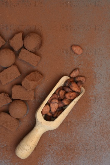 Cocoa beans in wooden scoop, cocoa powder and chocolate chocolates