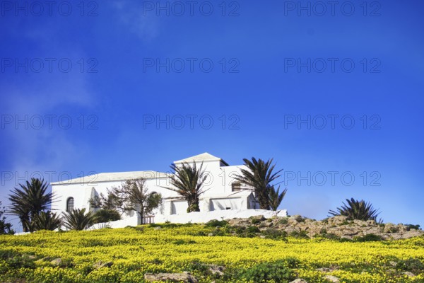 Small church (Ermita de Las Nieves) with palm trees surrounded by yellow flowers, Mirador de Ermita de Las Nieves, Lanzarote