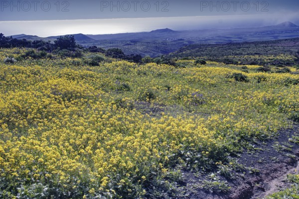 Yellow flower field with sea views and clear sky in the background, Mirador de Ermita de Las Nieves, Lanzarote