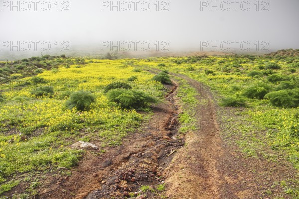 Hiking trail through green field with yellow blooming wildflowers in fog, Mirador de Ermita de Las Nieves, Lanzarote