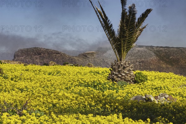 Yellow flower field with individual plants and blue sky, Mirador de Ermita de Las Nieves, Lanzarote