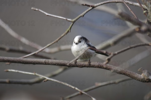 Long-tailed Tit (Aegithalos caudatus), tree, winter, cute, A long-tailed tit sits in a tree on a branch
