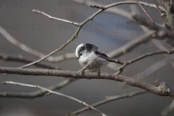 Long-tailed tit (Aegithalos caudatus), tree, winter, cute, A long-tailed tit sits on a branch in a tree