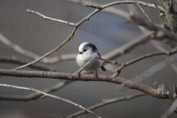 Long-tailed Tit (Aegithalos caudatus), tree, winter, cute, A long-tailed tit sits on a branch in a tree