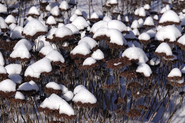 Snow on plants in a garden, Germany
