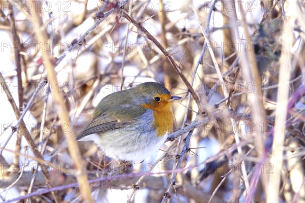 Robin on a branch, winter, Germany