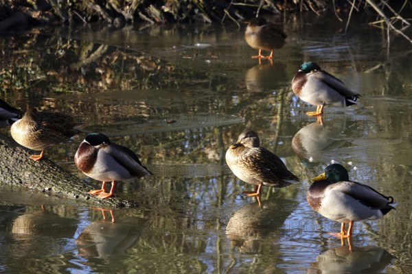 Ducks on a lake, winter, Germany