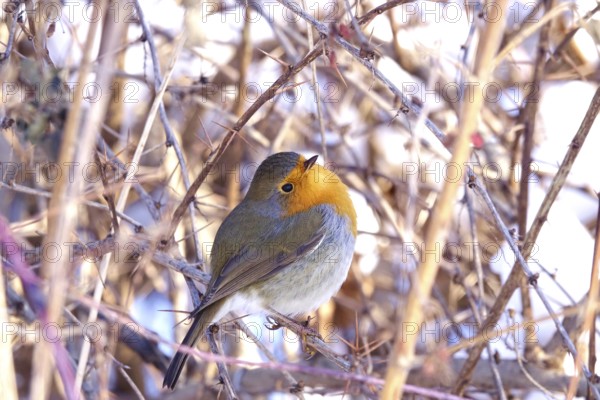 Robin in a bush, winter, Germany