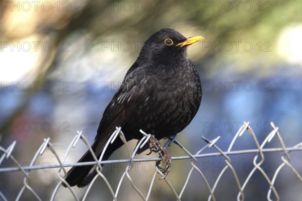 Blackbird on a chain-link fence, winter, Germany