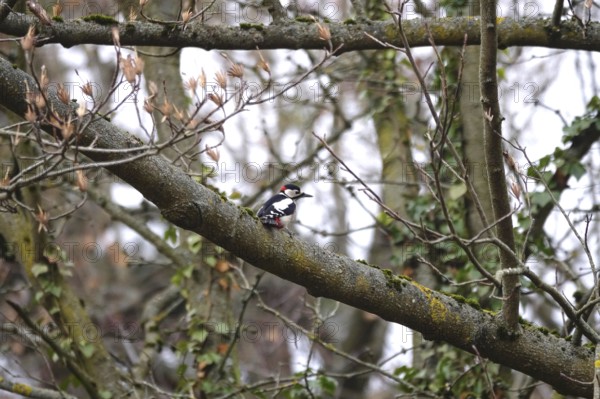 Great spotted woodpecker on a branch, winter, Germany