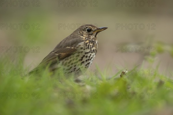 Song thrush (Turdus philomelos) adult garden bird on a grass lawn in spring, England, United Kingdom