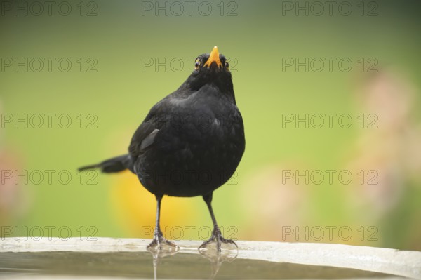 Eurasian blackbird (Turdus merula) adult male garden bird on a bird bath in summer, England, United Kingdom