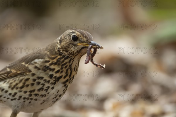 Song thrush (Turdus philomelos) adult garden bird with a worm for food in its beak in spring, England, United Kingdom