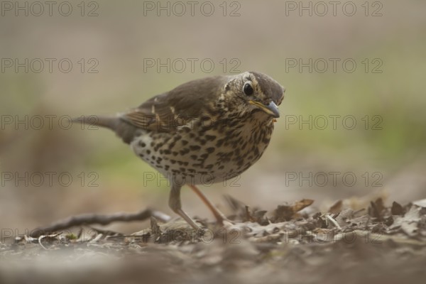 Song thrush (Turdus philomelos) adult garden bird in a woodland in spring, England, United Kingdom