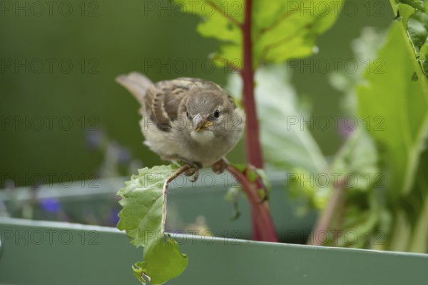 House sparrow (Passer domesticus) adult garden bird eating Swiss chard plant leaves in a vegetable raised bed in summer, England, United Kingdom